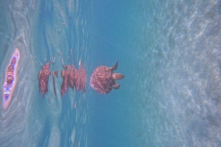 Akumal Turtle Sanctuary Snorkeling Marine Experience
