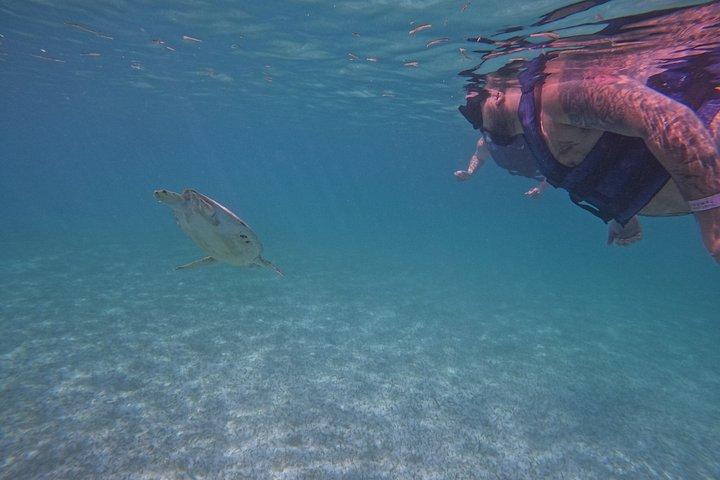 Akumal Turtle Sanctuary Snorkeling Marine Experience