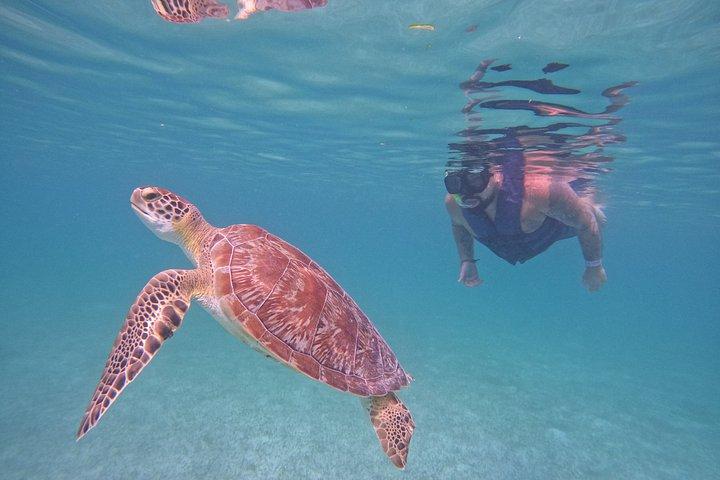 Akumal Turtle Sanctuary Snorkeling Marine Experience