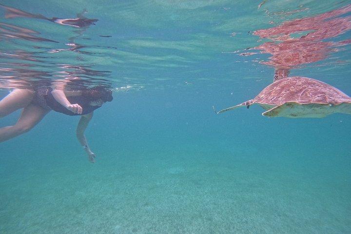 Akumal Turtle Sanctuary Snorkeling Marine Experience