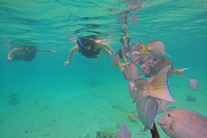 Akumal Turtle Sanctuary Snorkeling Marine Experience