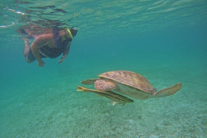 Akumal Turtle Sanctuary Snorkeling Marine Experience