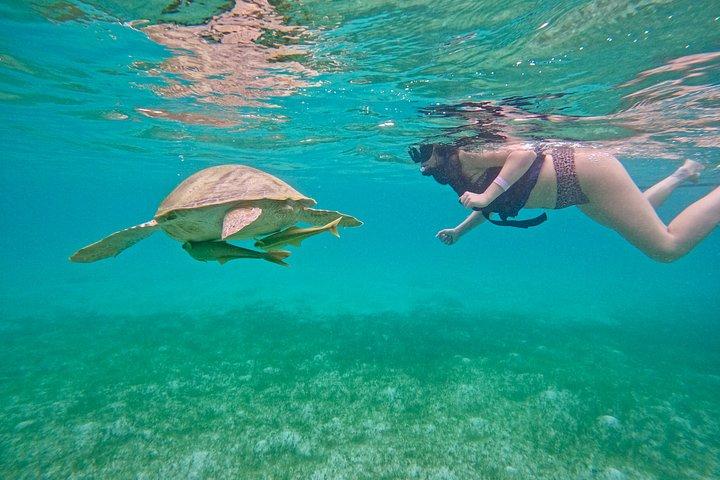 Akumal Turtle Sanctuary Snorkeling Marine Experience