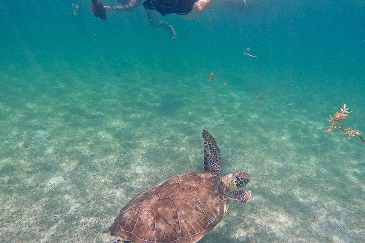 Akumal Turtle Sanctuary Snorkeling Marine Experience
