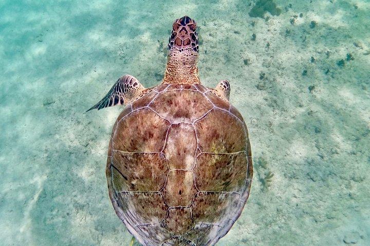 Akumal Turtle Sanctuary Snorkeling Marine Experience