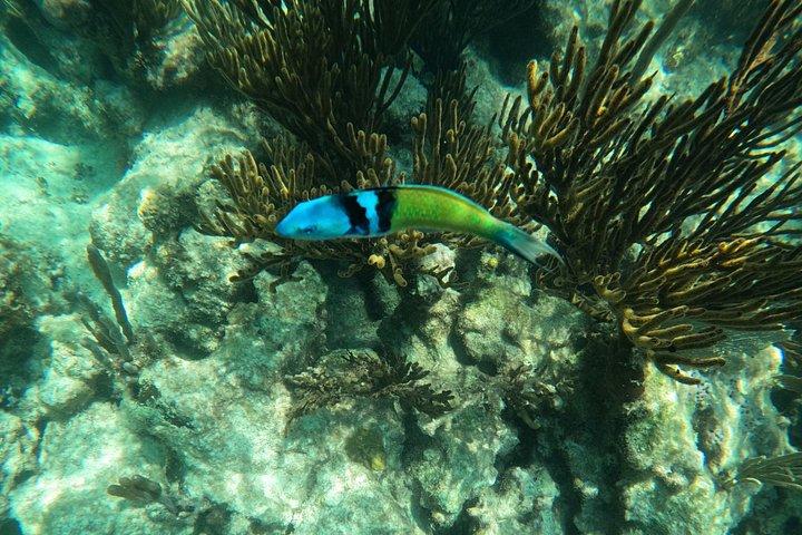 Akumal Turtle Sanctuary Snorkeling Marine Experience