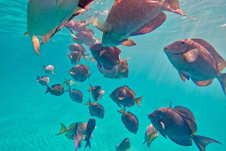 Akumal Turtle Sanctuary Snorkeling Marine Experience