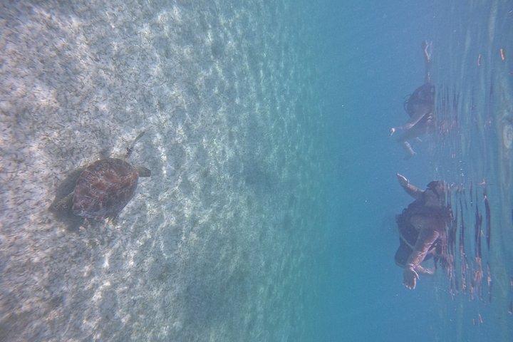 Akumal Turtle Sanctuary Snorkeling Marine Experience