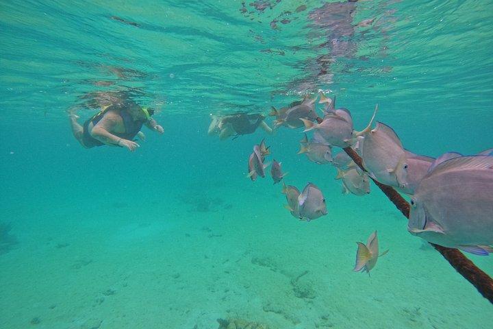 Akumal Turtle Sanctuary Snorkeling Marine Experience