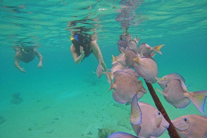Akumal Turtle Sanctuary Snorkeling Marine Experience