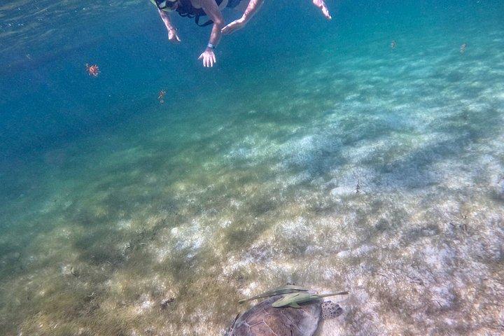 Akumal Turtle Sanctuary Snorkeling Marine Experience