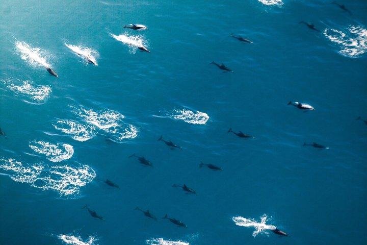 クライストチャーチ発ホエールウォッチングフライト付海幸浦日帰りツアー