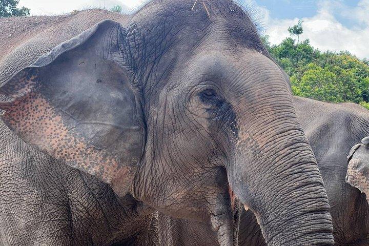 空港送迎付き特別クーレンゾウの森ツアー