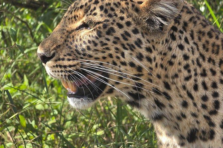 3 - マサイマラグループがマイグレーションサファリに参加 - 毎日出発