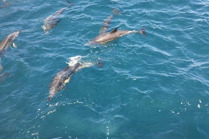 Passeio de barco à vela na Baía de Algeciras com golfinhos e tapas.