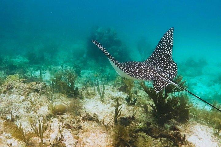 Mezza giornata Scuba Diving Trip nelle Florida Keys