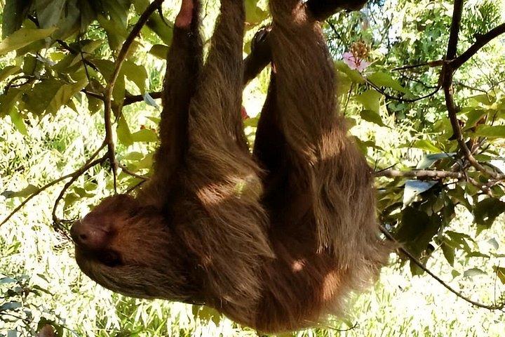 マヌ・エクスプレス 2日間ツアー アマゾンの楽園へ クスコ発