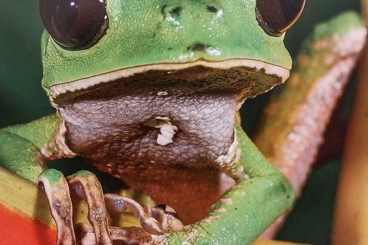 マヌ・エクスプレス 2日間ツアー アマゾンの楽園へ クスコ発