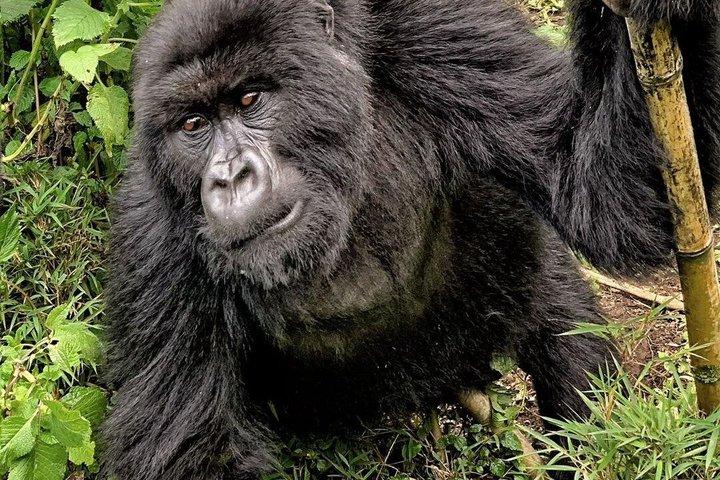 En dag Gorilla Trekking i vulkaner