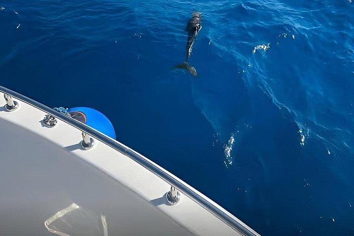 カイロ発日帰りシュノーケリングツアーアイン・ソクナ紅海