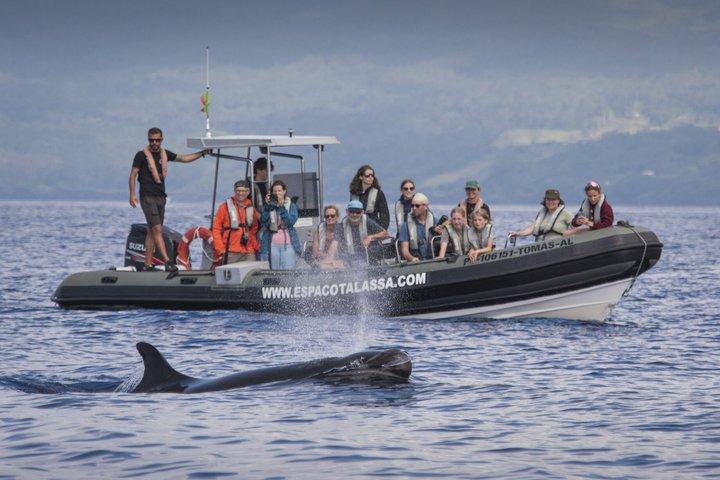 Walvissen en dolfijnen spotten in Pico Island 3 uur durende tour met kleine groep