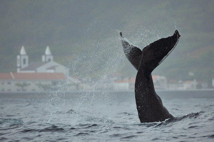 Walvissen en dolfijnen spotten in Pico Island 3 uur durende tour met kleine groep