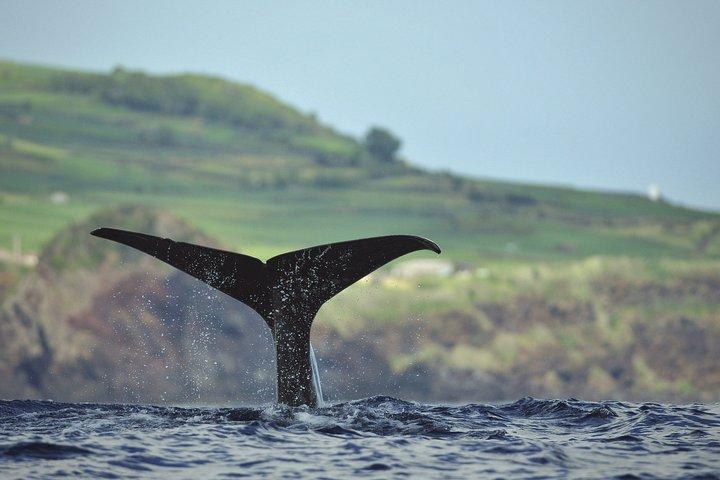 Walvissen en dolfijnen spotten in Pico Island 3 uur durende tour met kleine groep