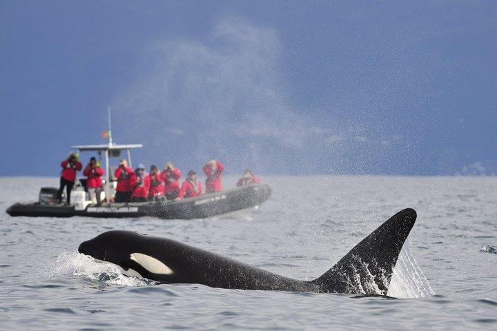 Walvissen en dolfijnen spotten in Pico Island 3 uur durende tour met kleine groep