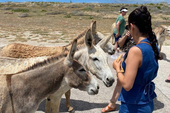 Aruba Private Tour 7 Icons, half day, zero stress..