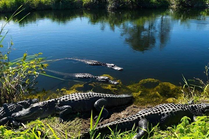 Miami Everglades Roofless Airboat Adventure com Hotel Pickup