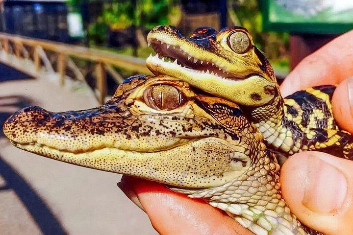 ソーグラスパーク：プライベートエバーグレーズエアボートアドベンチャー
