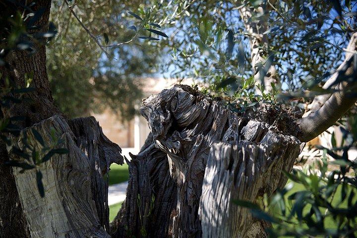 Olive Oil Tour and Tasting Experience in Salento