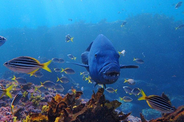 Guided Snorkelling Tour in Jervis Bay