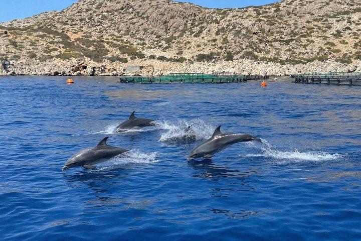 ハルキ島クルーズ&アリミア湾&ドルフィンウォッチング