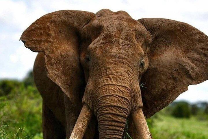 6 Tage Private Kenia Safari Wildlife und Watamu Beach Experience