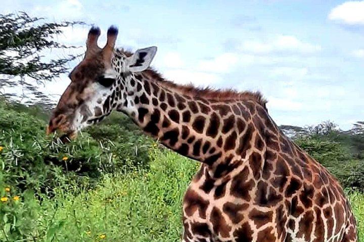 プライベートケニアサファリ6日間野生動物とワタムビーチ体験