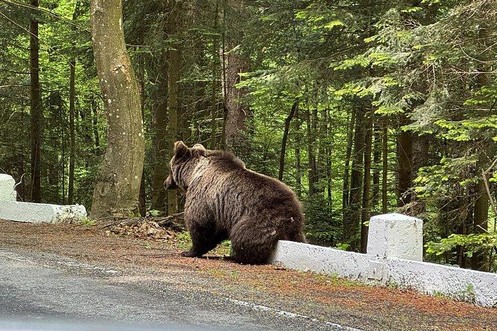 Transfagarasan Road Wild Bear Experience de Brasov