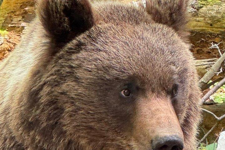Transfagarasan Road Wild Bear Experience de Brasov
