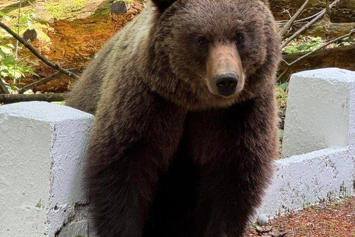 Transfagarasan Road Wild Bear Experience de Brasov