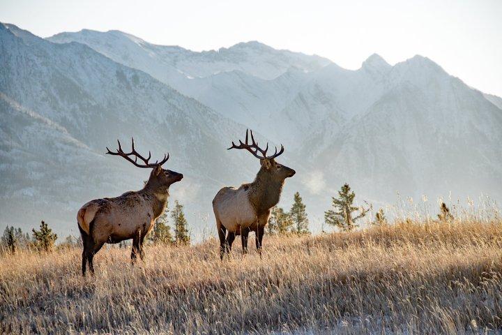 Banff Sunset Wildlife Tour : Spot Bears, Elk & Bighorn