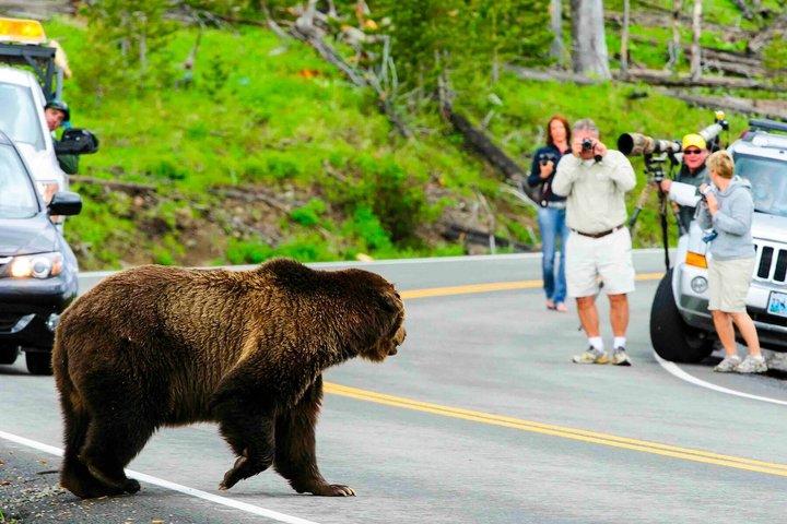 バンフサンセット野生動物ツアー：スポットベア、エルク＆ビッグホーン
