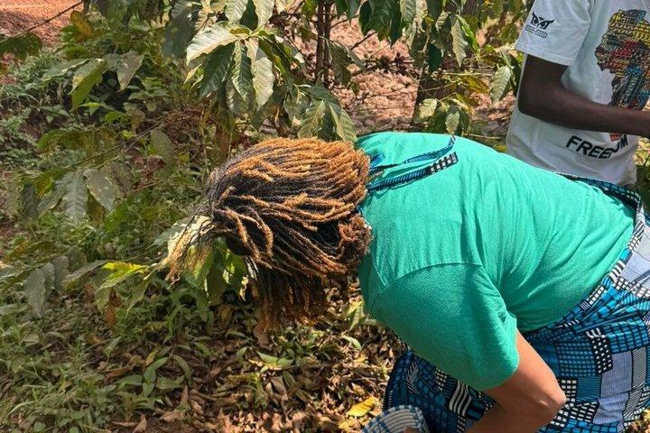 Rwanda Kigali kaffe afgrøde til Cup Tour oplevelse