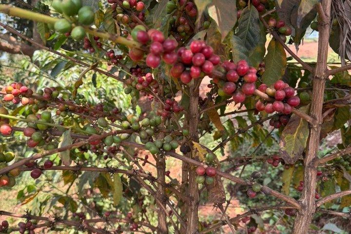 Expérience Rwanda Kigali Coffee Crop to Cup Tour