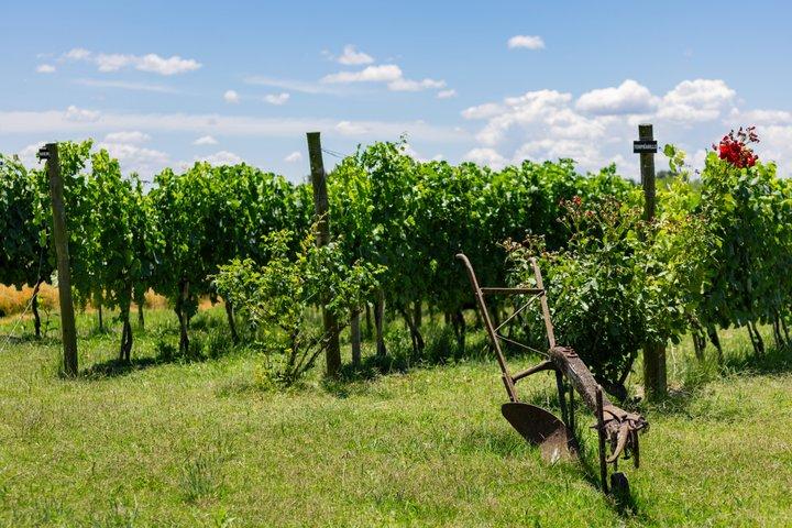 Bodega Castillo Viejo Déjeuner