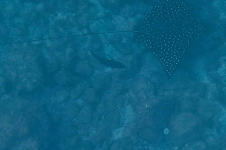 CRタマリンドカタマランツアー – サンセットクルーズ、オープンバー、シュノーケル