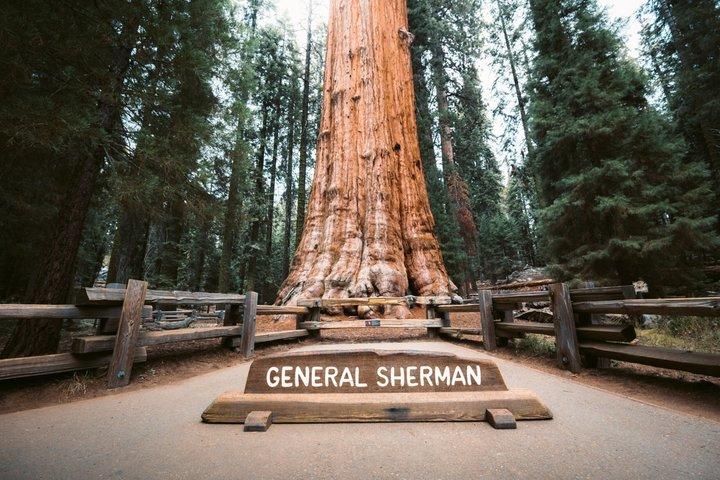 Vanaf San Jose Privétour van een hele dag naar Sequoia National Park