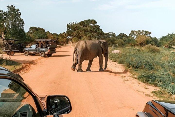 スリランカ文化と野生動物の逃避行 6日間