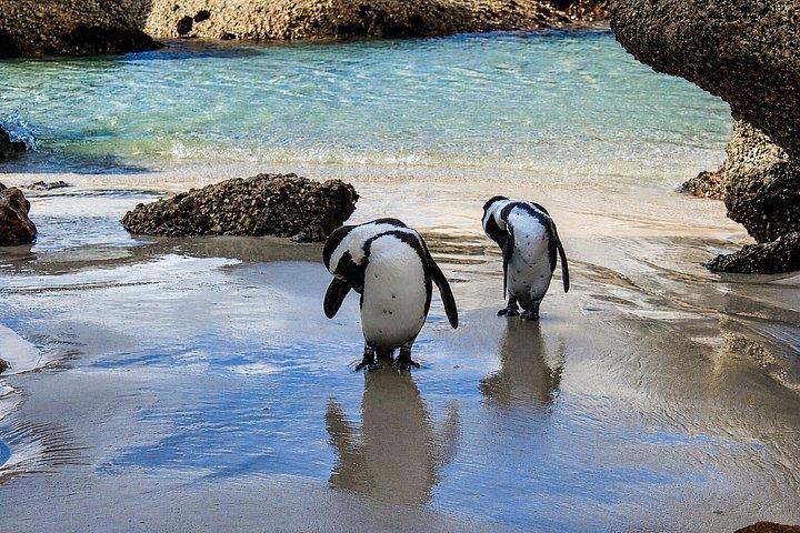 Cape Town Private Tour: Table Mountain, Cape Point & Penguins