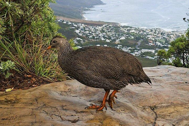 Table Mountain Private Hike with Cape Malay Lunch