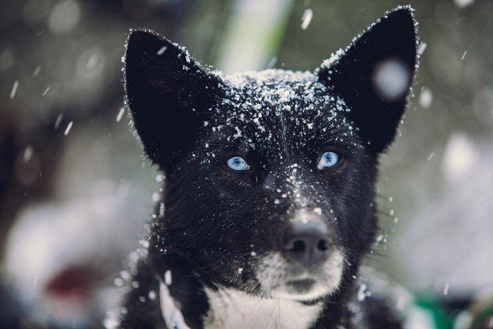 北極コンボ:犬ぞり、スノーモービル&トナカイ訪問